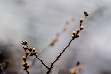 Bulanık arka plan ile doğada Bebek Sakura çiçekler