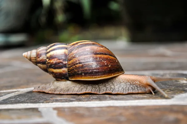 Snail on the tile floor, slow life concept, Lissachatina fulica is a large land snail that belong in the Achatinidae family. It is also known as the giant African snail or giant African land snail.