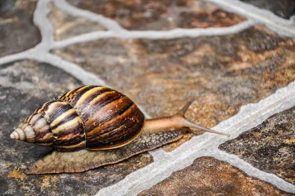 Snail on the tile floor, slow life concept, Lissachatina fulica is a large land snail that belong in the Achatinidae family. It is also known as the giant African snail or giant African land snail.