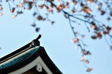 Sakura çiçek top mavi gökyüzü arka plan üzerinde Japon Tapınağı ile bulanık ön plan