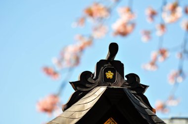 Sakura çiçek top mavi gökyüzü arka plan üzerinde Japon Tapınağı ile bulanık ön plan