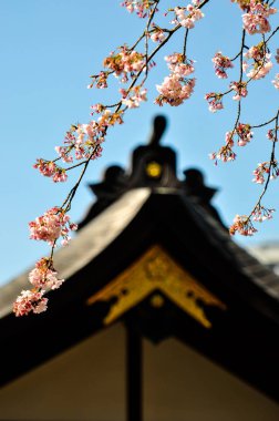 Mavi gökyüzü arka planında sakura çiçekleri