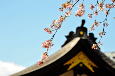 Mavi gökyüzü arka planında sakura çiçekleri