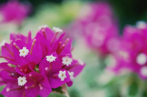 Μπουκαμβίλια Λουλούδια Φόντο Ροζ Λουλούδι Ανθίζει — Φωτογραφία Αρχείου