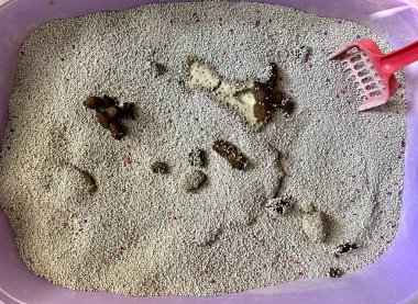 Cat shit cleaning the toilet sand cat, Photo for clean the cat shit for every morning, necessary for healthy cat in house. 