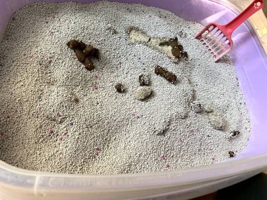 Cat shit cleaning the toilet sand cat, Photo for clean the cat shit for every morning, necessary for healthy cat in house. 