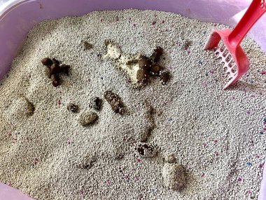 Cat shit cleaning the toilet sand cat, Photo for clean the cat shit for every morning, necessary for healthy cat in house. 
