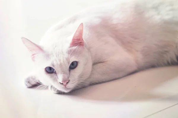 Siamesische Katze Ist Die Thailändische Hauskatze Sehr Nettes Und Intelligentes — Stockfoto