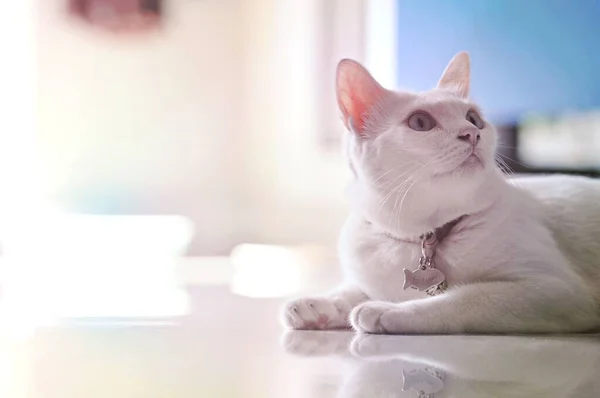 Siamese Cat Thai Domestic Cat Very Cute Smart Pet House — Stock Photo, Image