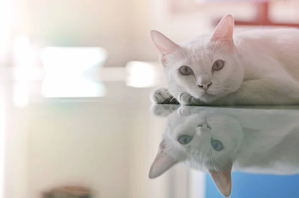 シャム猫はタイの国内猫です家の中で非常にかわいいとスマートペット 美しい白い猫を見て タイルの床にいくつかの休息を取る — ストック写真