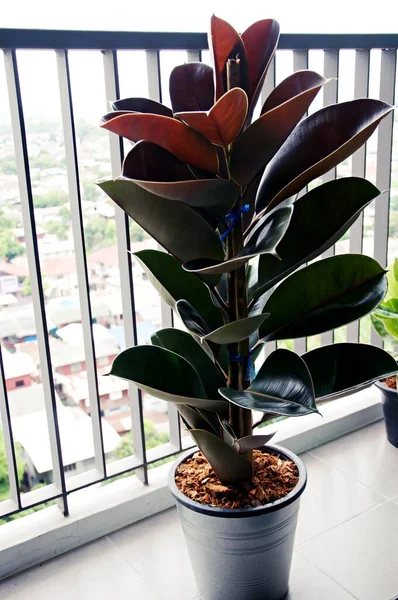 Primer Plano Planta Ficus Verde Dormitorio Estilo Minimalista Ficus Elastica — Foto de Stock