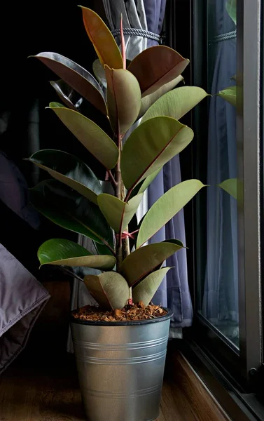 Close Van Groene Ficus Plant Slaapkamer Minimalistische Stijl Ficus Elastica — Stockfoto