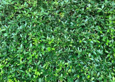 Yapay çimenler, evin etrafındaki çimlerin mimari tasarımı, yapay çimenler, sahte çimenler.