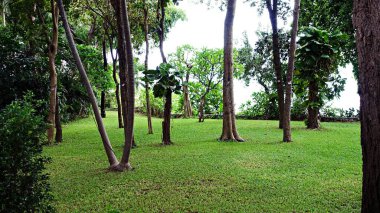 Yapay çimenler, evin etrafındaki çimlerin mimari tasarımı, yapay çimenler, sahte çimenler.