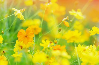 Baharda çimenli sarı çiçekler yakın çekim makrosu doğadaki bir çayıra odaklanır. Güzel, yumuşak, yumuşak, rüya gibi yeşil bir zemin, metin için boş bir alan. 