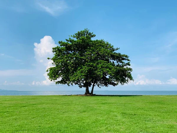 Sahilin yanında tek başına duran büyük ağaç ve akşam vakti bulutlu gökyüzünün arka planına sahip plaj şemsiyeleri. Rahatlatıcı konsept, manzara konsepti.