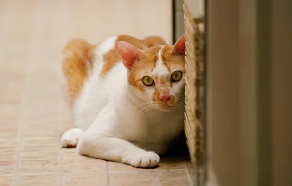 Gatto Seduto Sul Pavimento Piastrelle Guardando Alto Gatto Siamese Gatto — Foto Stock