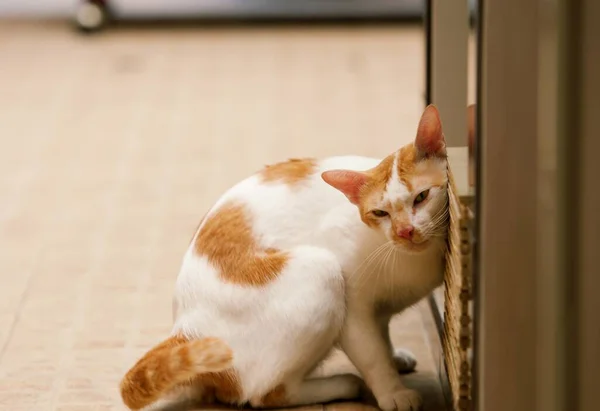 Gatto Seduto Sul Pavimento Piastrelle Guardando Alto Gatto Siamese Gatto — Foto Stock