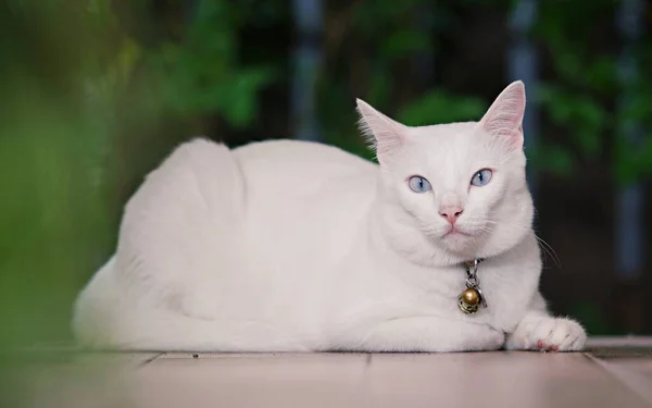 Katt Sitter Kakel Golv Och Tittar Upp Siamese Katt Den — Stockfoto