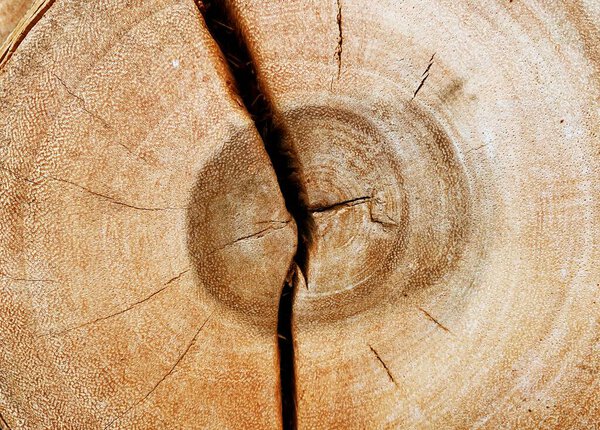 Древесина подготовить для изготовления деревянной мебели, коры фона