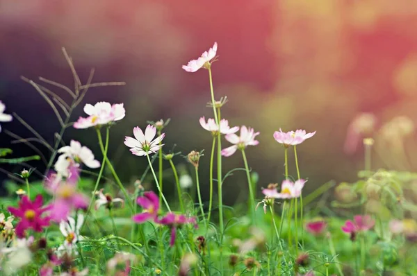 Κοντινό Ροζ Λουλούδι Σύμπαν Υπαίθριο Κήπο Πάρκο Φόντο Αντίγραφο Χώρο — Φωτογραφία Αρχείου