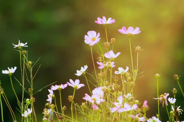 Fermer Fleur Cosmos Rose Sur Fond Parc Jardin Extérieur Avec — Photo