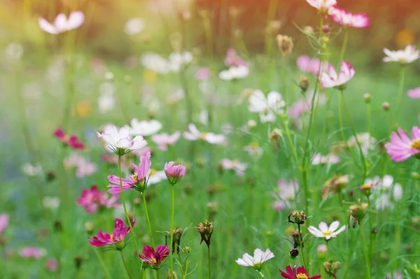 Fermer Fleur Cosmos Rose Sur Fond Parc Jardin Extérieur Avec — Photo