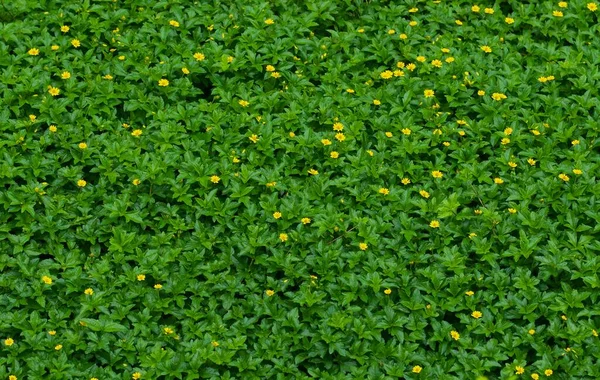 Bahçedeki Yapraklar Bahçedeki Taze Yeşil Yapraklar Güneş Işığı Ormanda Yeşil — Stok fotoğraf