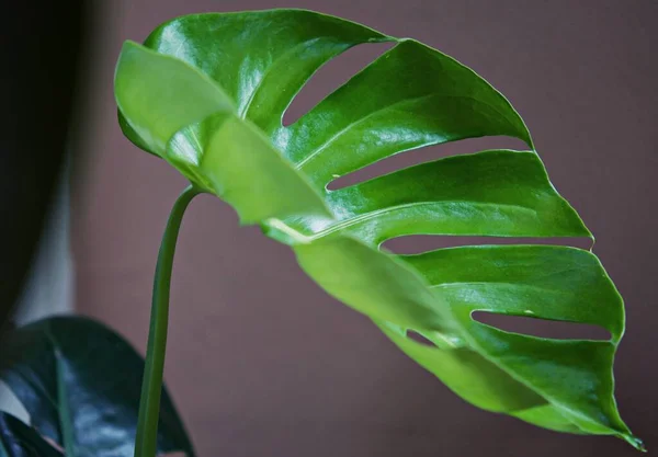 Centrándose Las Hojas Planta Textura Hojas Verdes Hoja Maceta Terraza — Foto de Stock