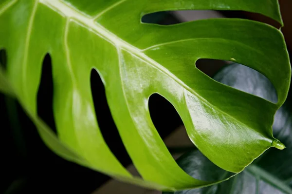 Koncentrując Się Liściach Roślin Tekstura Zielonych Liści Liść Doniczce Tarasie — Zdjęcie stockowe