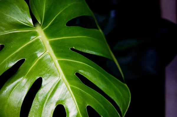 植物の葉に焦点を当て 緑の葉の質感 テラスの植木鉢の葉 建物の庭と緑の壁 緑の抽象的背景 — ストック写真