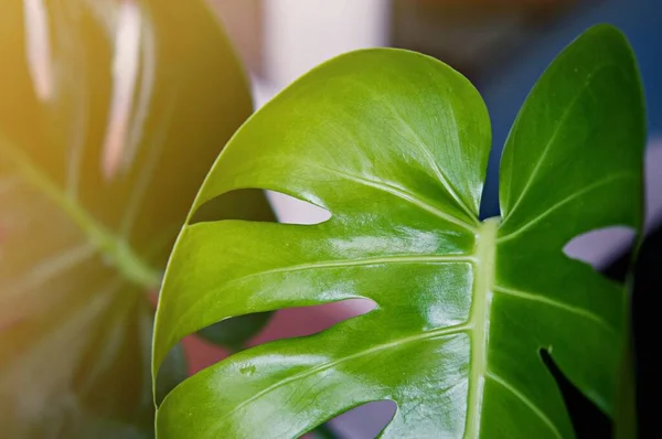 专注于植物的叶子 绿叶的纹理 花盆中的叶子在阳台 花园在建筑物和绿墙 绿色背景摘要 — 图库照片