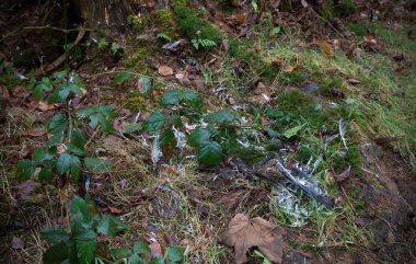 bir kuş kalıntıları