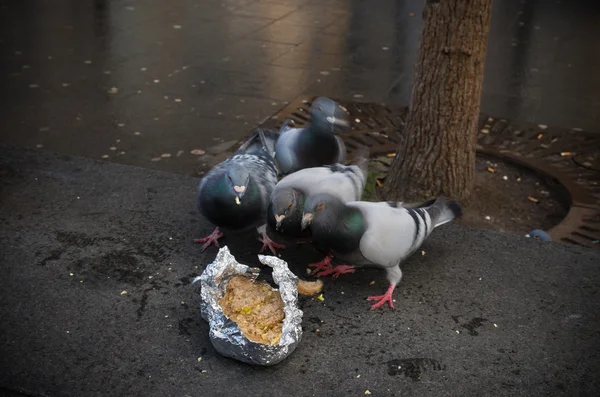 Pigeons eating leftover — Stock Photo, Image
