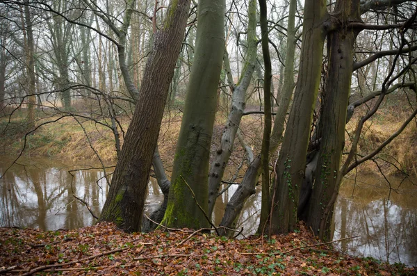 Herbstwald mit Fluss — Stockfoto