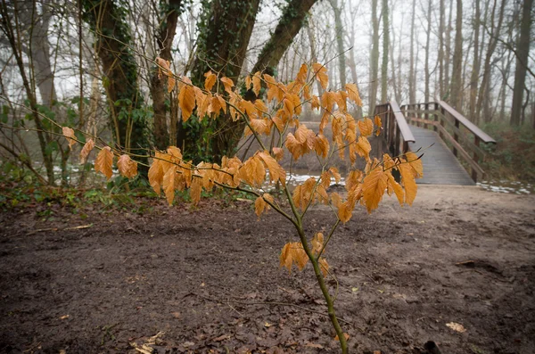 Albero con foglie d'autunno — Foto Stock