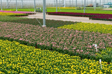 bir sera büyüyen çiçek