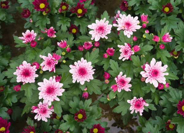 Closeup of growing flowers — Stock Photo, Image