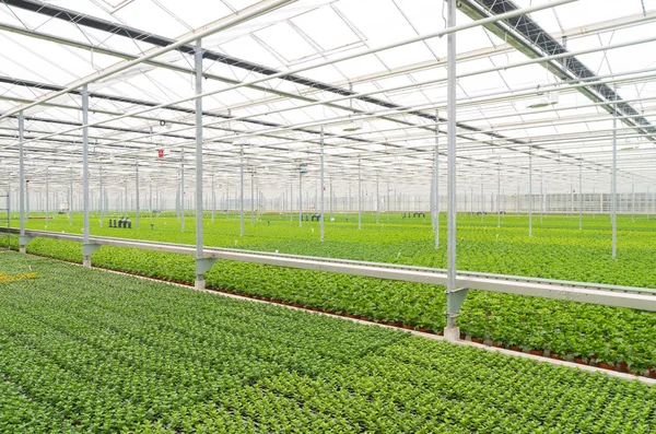 Interiér skleníku v Nizozemsku — Stock fotografie