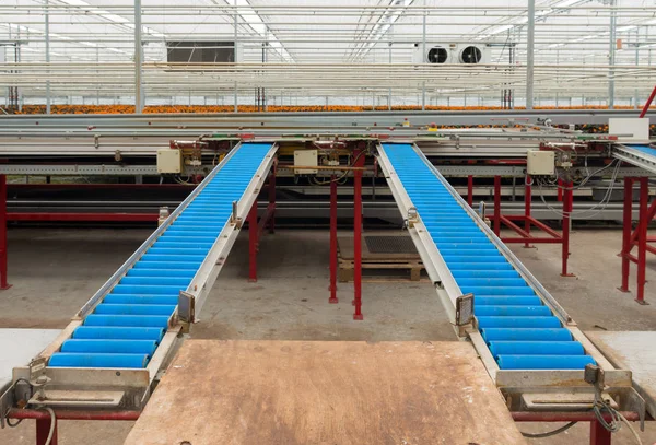 Conveyour-belt in a greenhouse — Stock Photo, Image