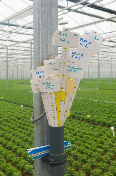 Commercial greenhouse interior — Stock Photo, Image