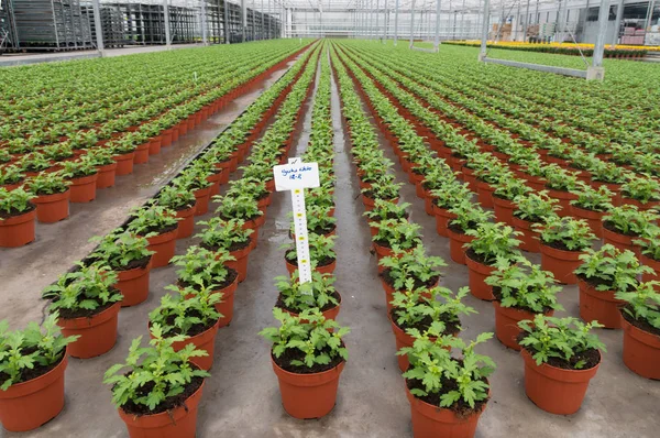 Cultivando flores en un invernadero —  Fotos de Stock