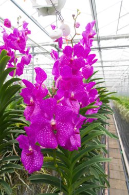 Orkide bir sera içinde