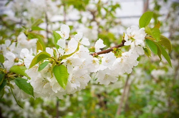 Flores de cerezo florecientes — Foto de Stock