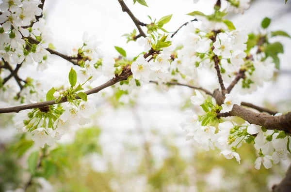 Flores de cerezo florecientes —  Fotos de Stock