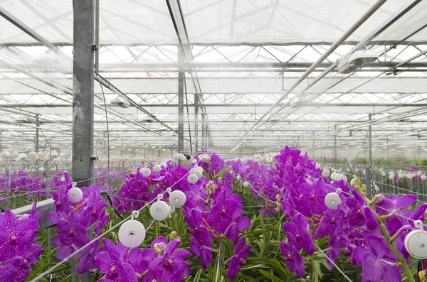 Orchids in a greenhouse — Stock Photo, Image