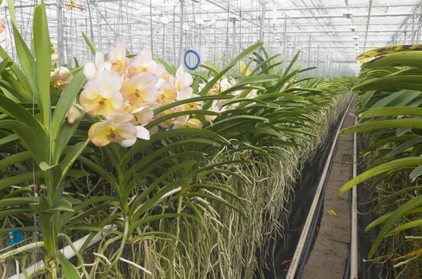 Орхидеи в теплице — стоковое фото