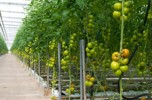 Pomodori in una serra — Foto Stock