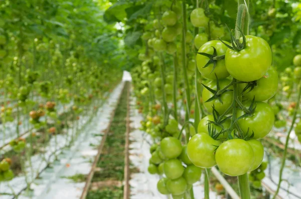 Tomates em uma estufa — Fotografia de Stock