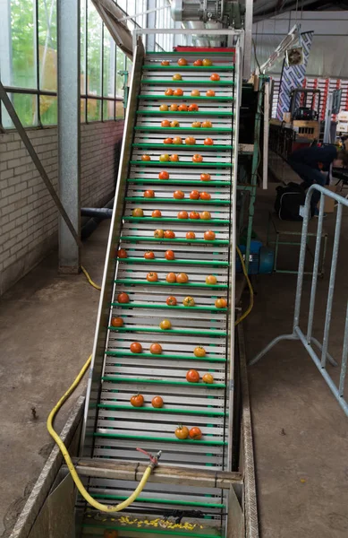 Tomatoes on conveyor belt — Stock Photo, Image